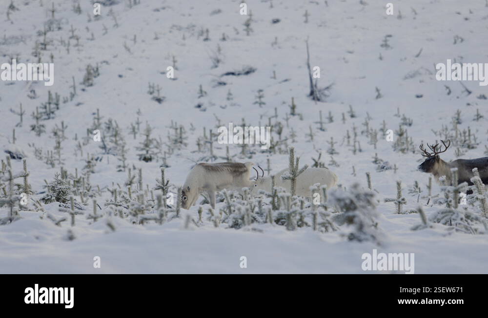 herd of white and brown reindeers in a snow covered field in the arctic ...