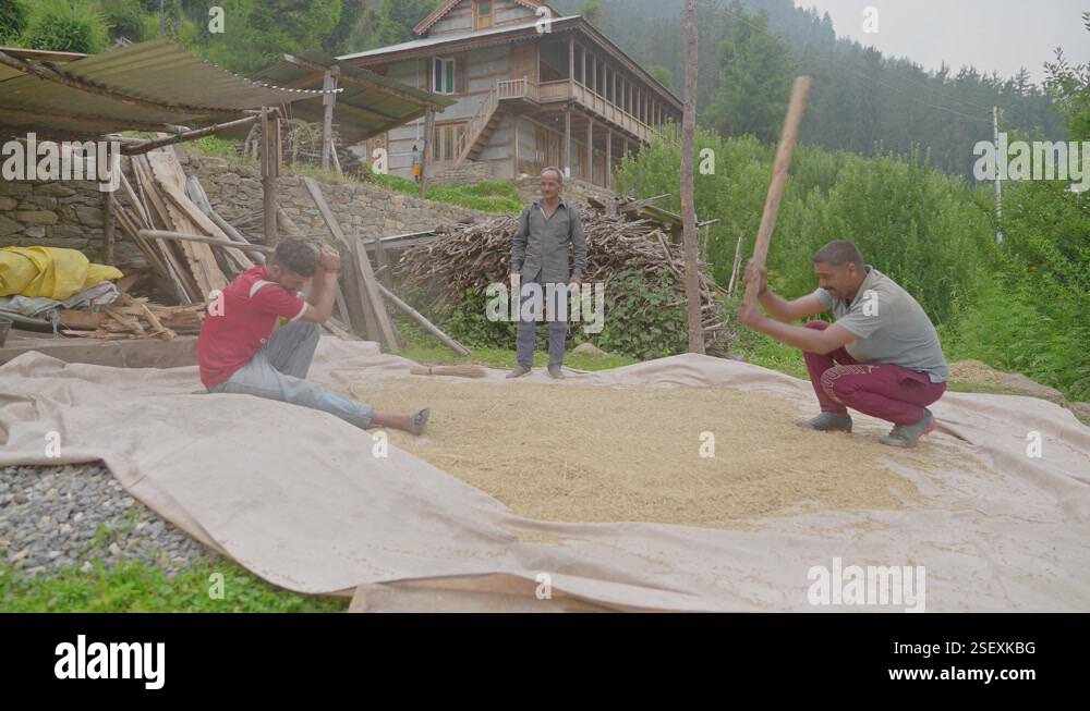 Linseed Threshing Process farmers engaged in the process of threshing grains with traditional ...