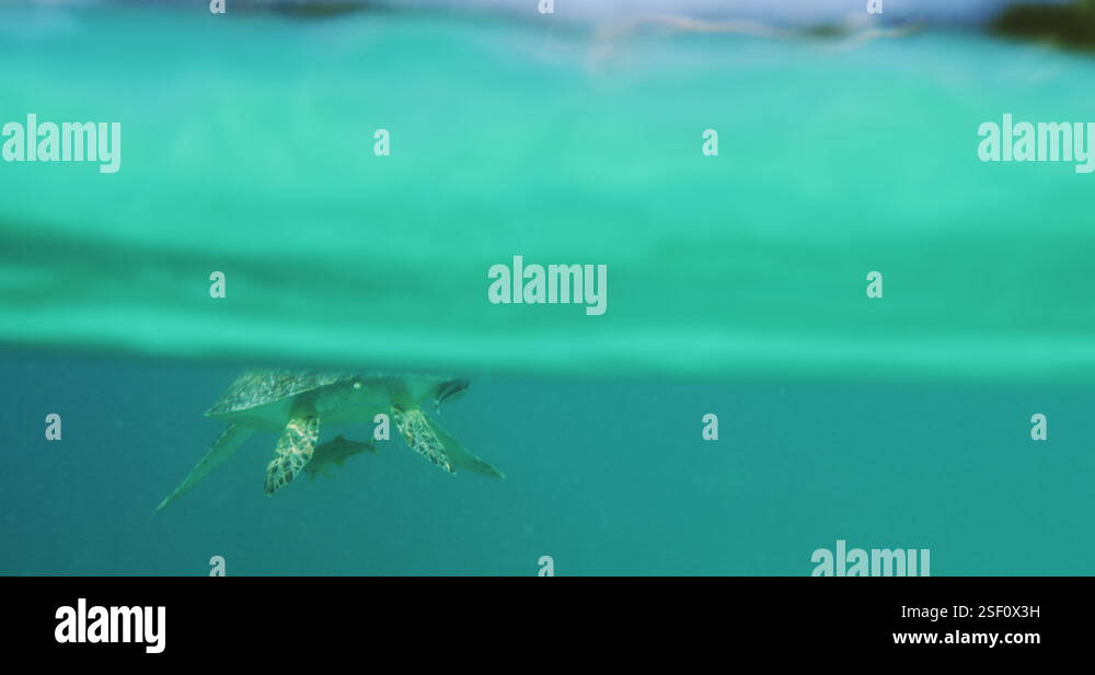Sea Turtle Swimming Underwater and Breaching the Ocean Water Surface in ...