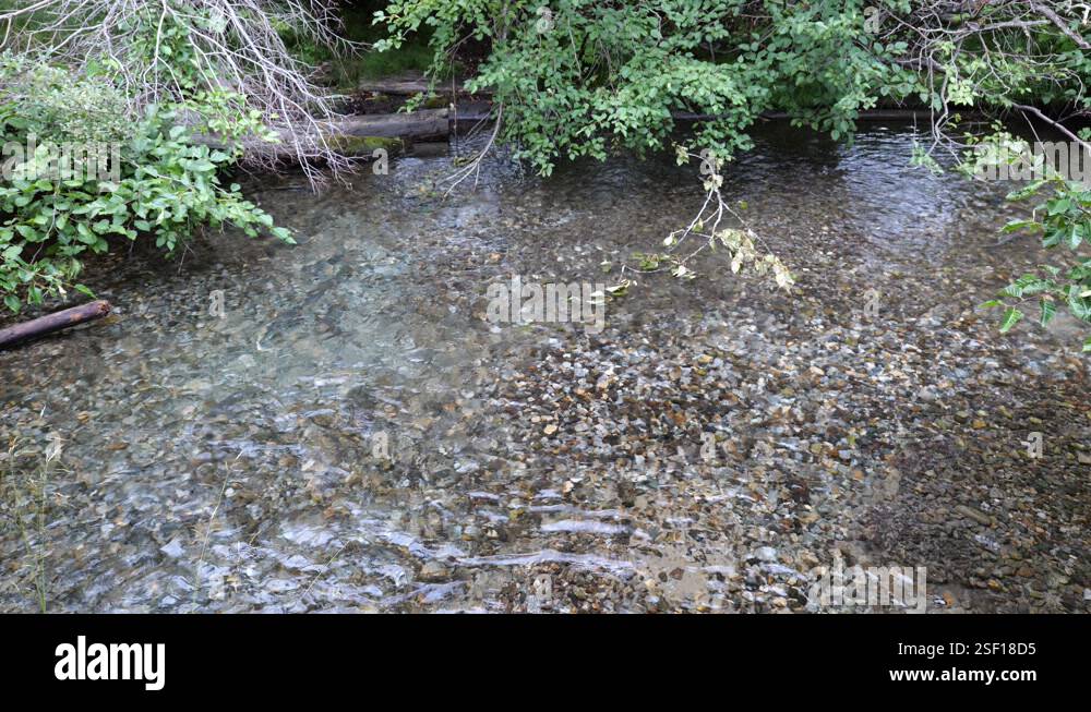 4K clip of the annual salmon run, spawning fish in the Dewey Creek in ...
