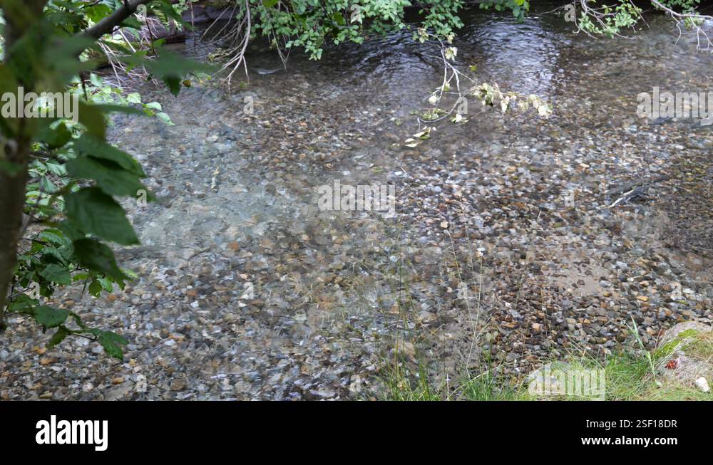 4K shot of the annual salmon run, spawning fish in the Dewey Creek in ...