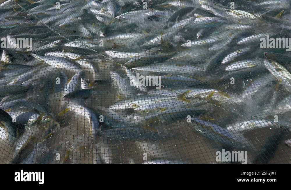 Fish Nets Atocking Catching fish with nets on the beach Stock Video Footage - Alamy