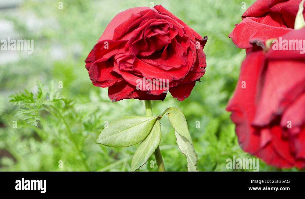 Dried dead roses Stock Videos & Footage - HD and 4K Video Clips - Alamy