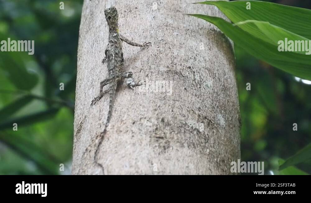 species of tree lizard from the Agamidae tribe. A group of lizards with ...