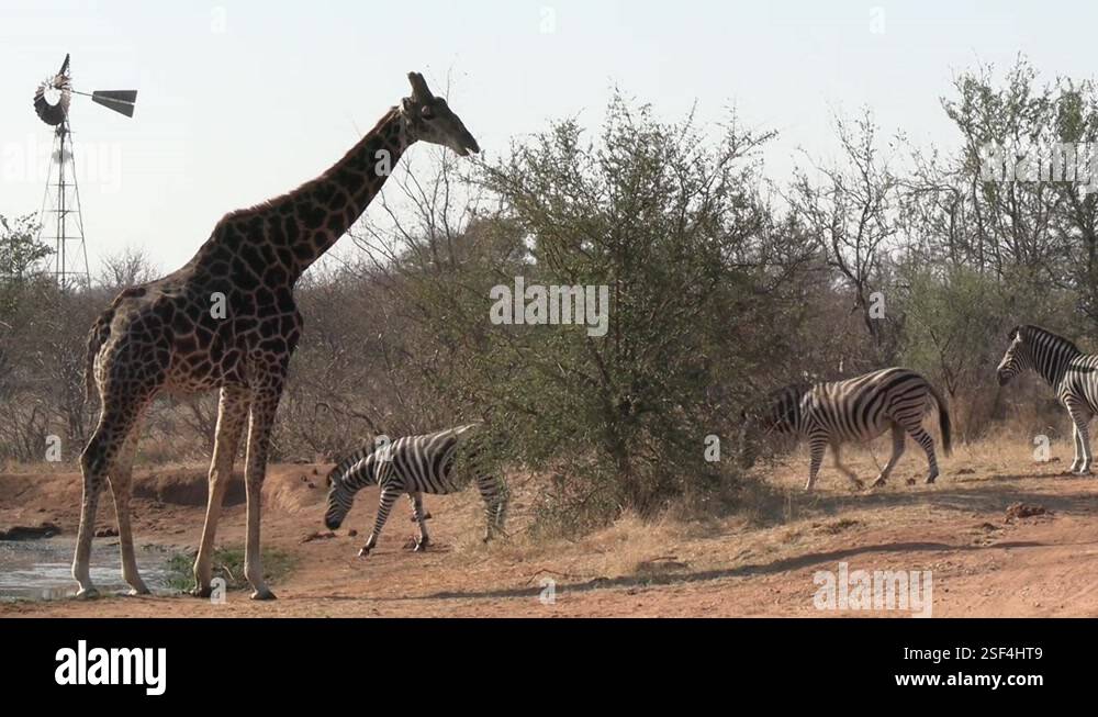 Giraffe and Zebra Herd by Watering Hole in African Savannah. Wild ...