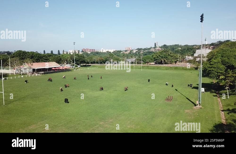 Cows grazing eating grass on a soccer rugby field near people and cars ...