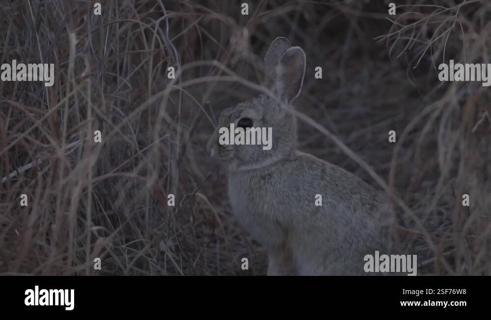Rabbit feeding in the winter grasses of a field in Denver, Colorado in ...
