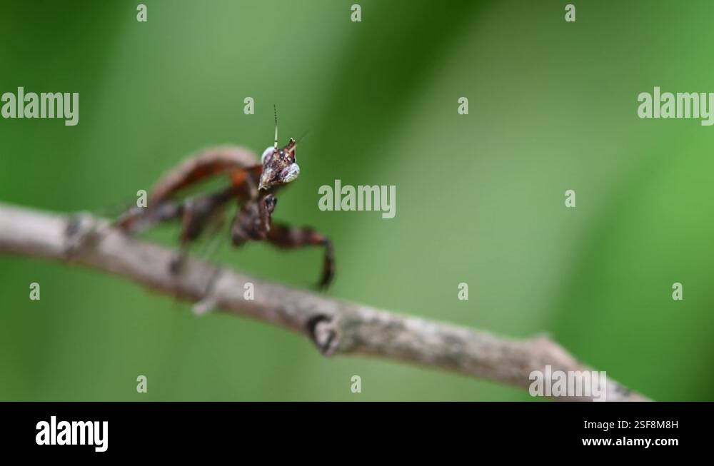 Parablepharis kuhlii, Mantis a macro footage of this very tiny insect ...