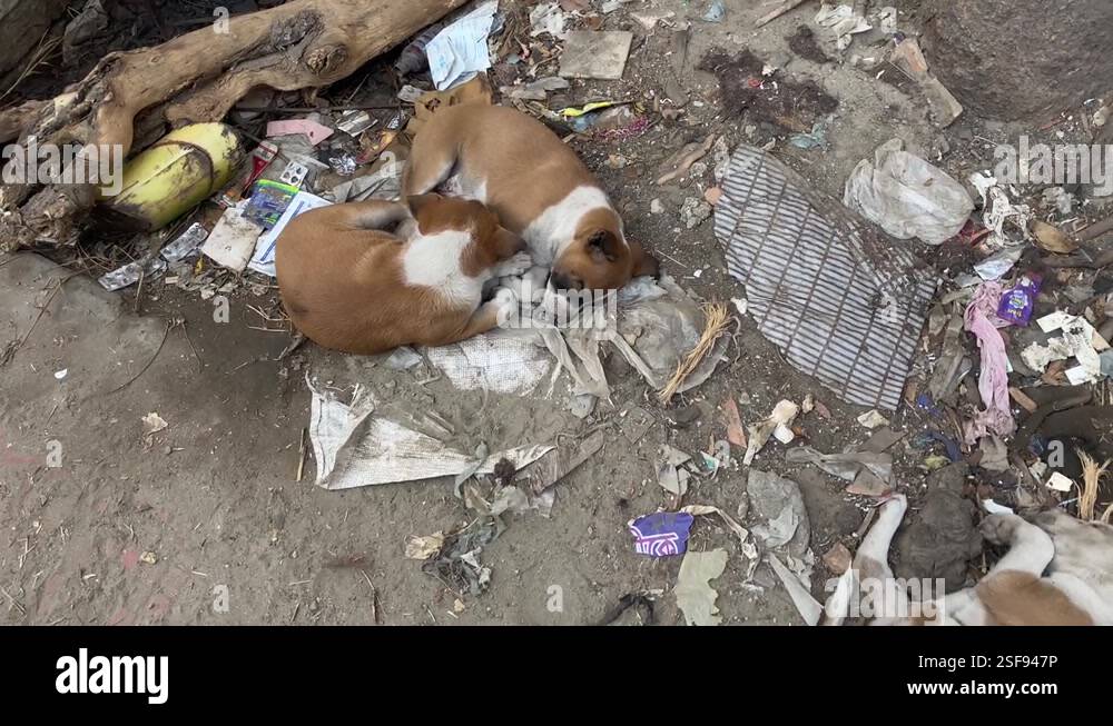 Group Of Stray Dogs Sleeping On Filthy Ground In Dhaka, Bangladesh ...