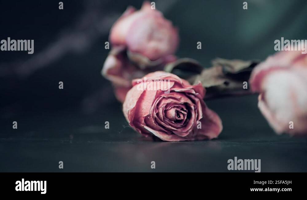 Withered roses flowers falling on black background Stock Video Footage ...