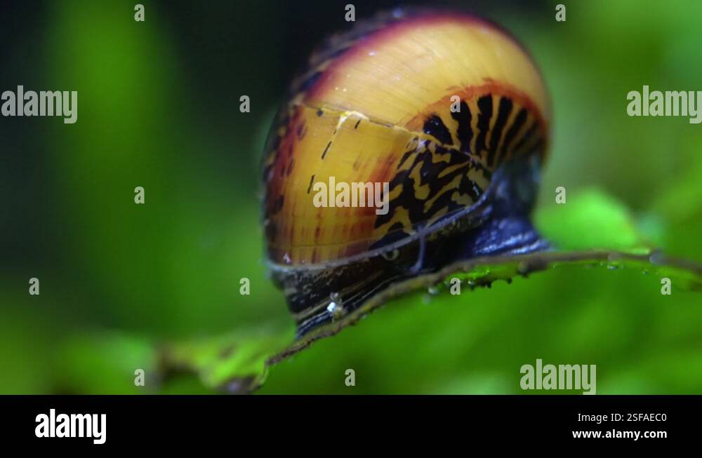 A Nerite Racer Snail (Vittina waigiensis) forages on an aquatic plant ...