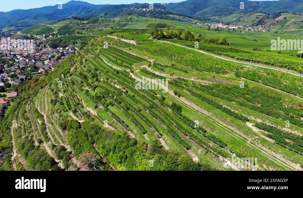 Entire hill is covered with vineyards, rows of grapevines even on steep ...