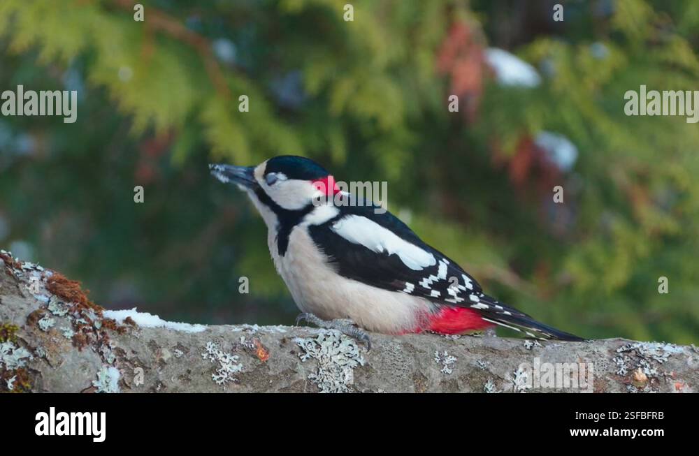 great spotted woodpecker feed at old branch close view natural world 4k