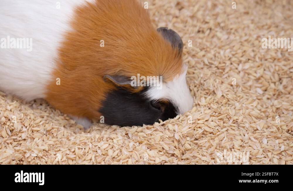 Grain husks Stock Videos Footage HD and 4K Video Clips Alamy