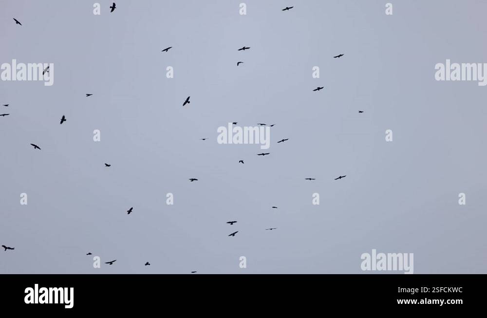 Flock of crows flying in an imperfect formation. Birds flying formation ...