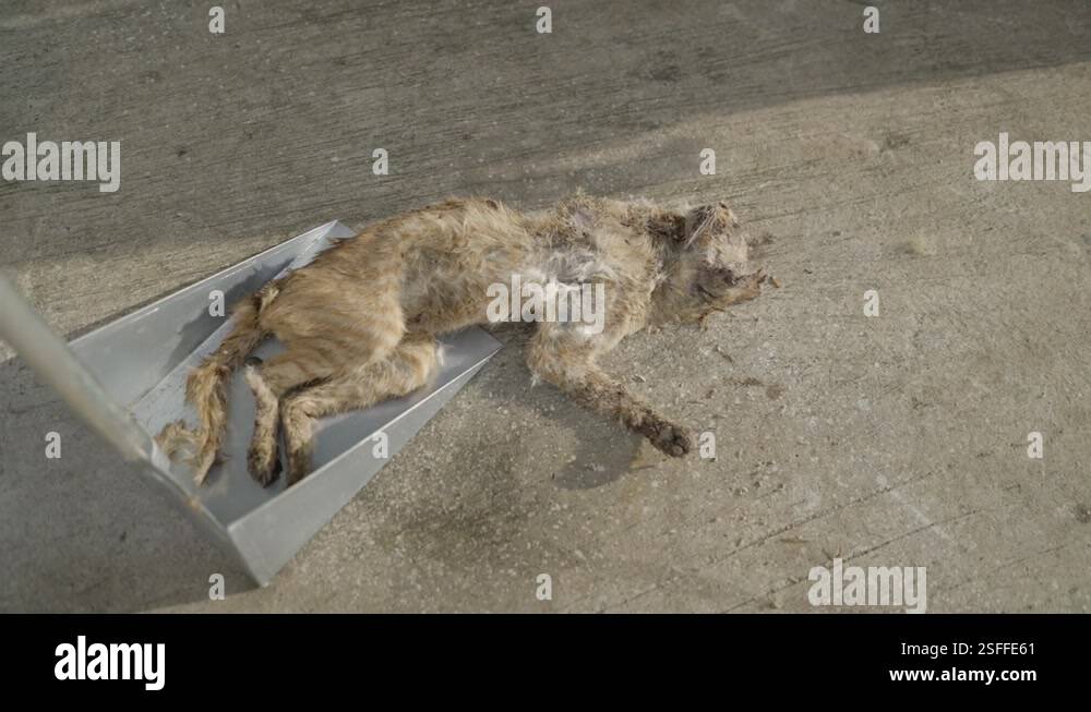 Brown Dead Cat on a scoop in Bangkok street Stock Video Footage - Alamy