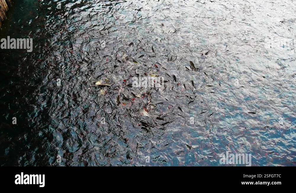 Lockdown School Of Fish Eating Food In Ocean - Koh Phi Phi, Thailand ...