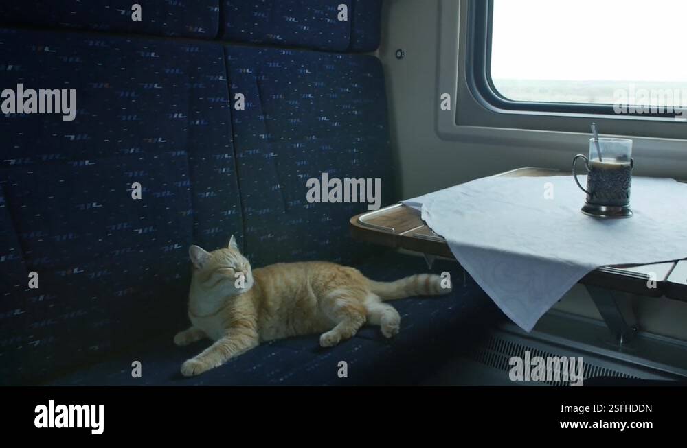 Ginger cat rides in a passenger train lying on the seat Stock Video ...