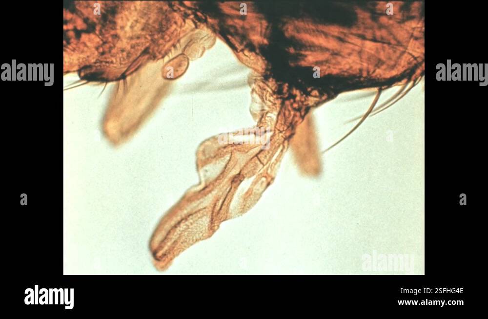 1960s: Various parts of a fly under a microscope. Man looks at data ...
