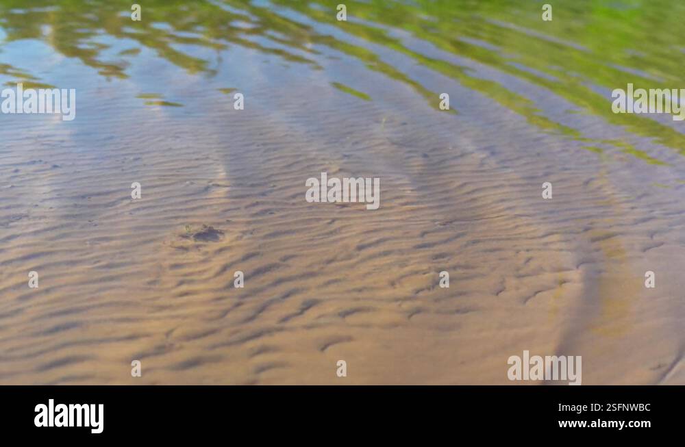 Water ripples over shallow lake coastline with tree reflection, static ...