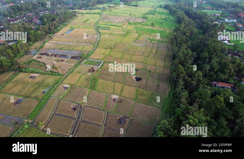 Big cultivated area divided to many small rice fields, panoramic aerial ...