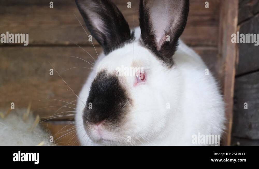 White rabbit head with black ears and black nose Stock Video Footage ...