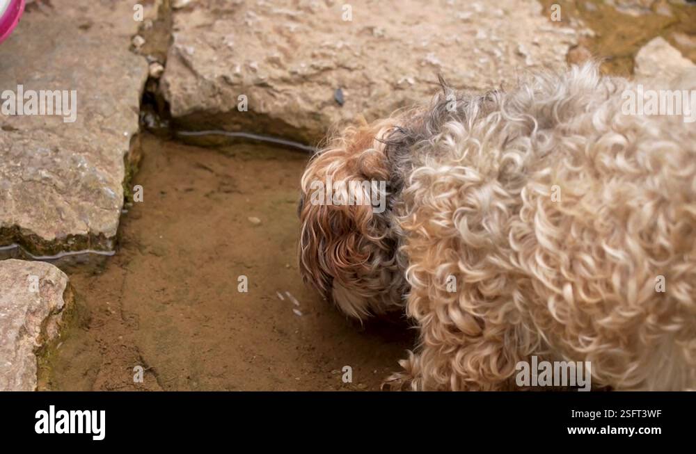 Brown dog drinks water in nature from a puddle Stock Video Footage - Alamy