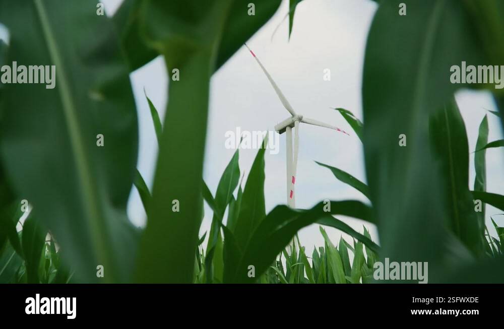 Windmill rotating by force of wind and generating clean renewable with ...