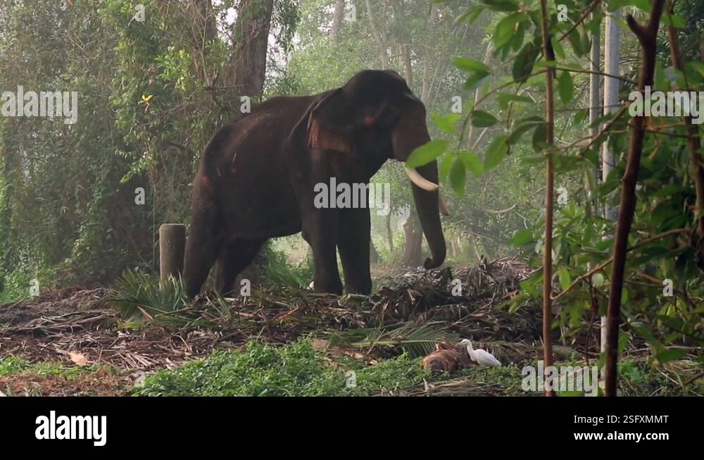 Wild animal jungle animal scene Stock Videos & Footage - HD and 4K ...