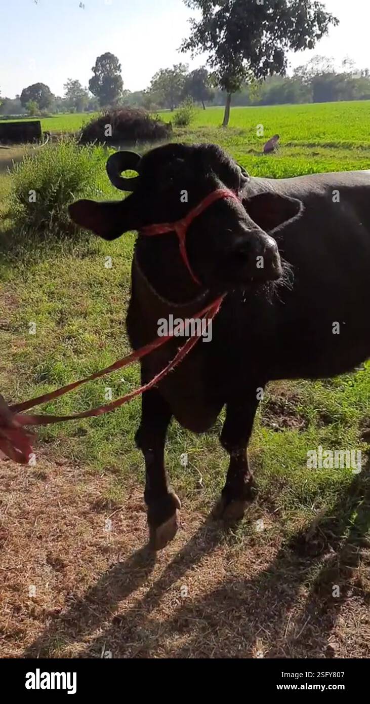 Indian Bison Riding The Indian Super Big Black Buffalo Ride Is On The Village Road - Asian ...