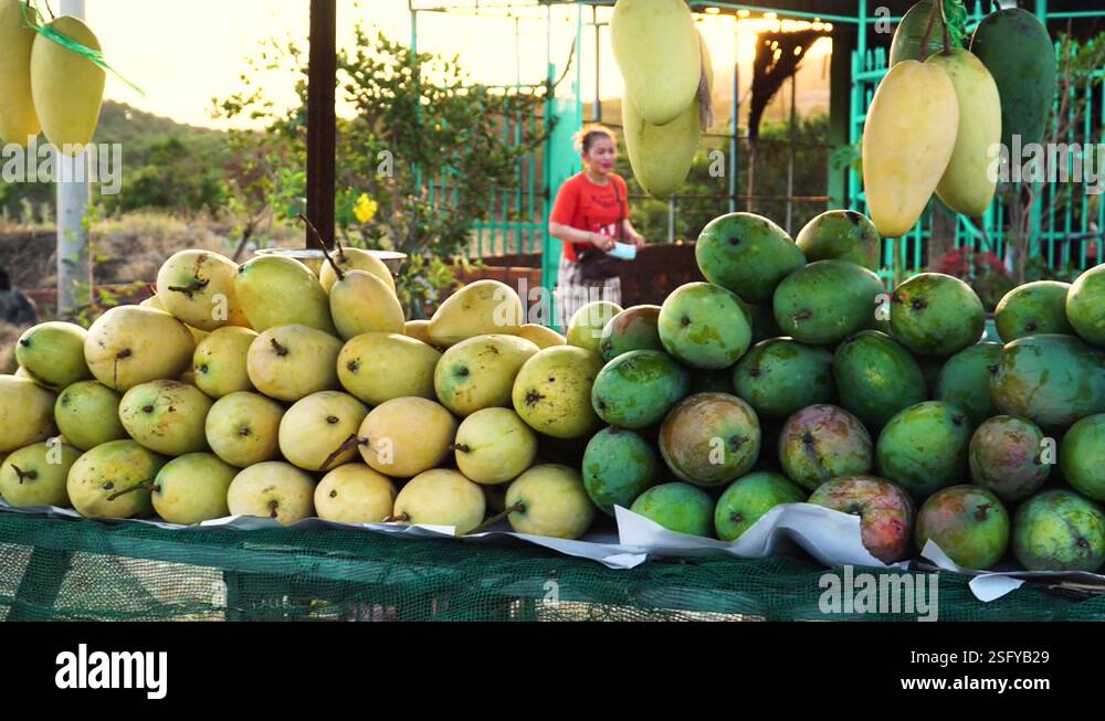 Unripe mangoes Stock Videos & Footage - HD and 4K Video Clips - Alamy
