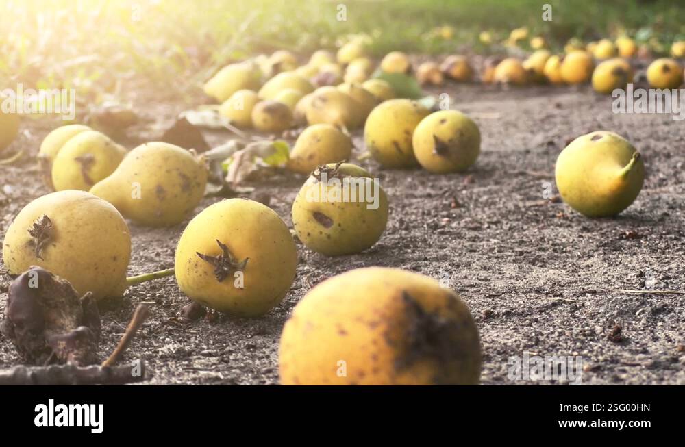 Ripe pears lie under a fruit tree at summer sunset. Close-up. Blurred ...