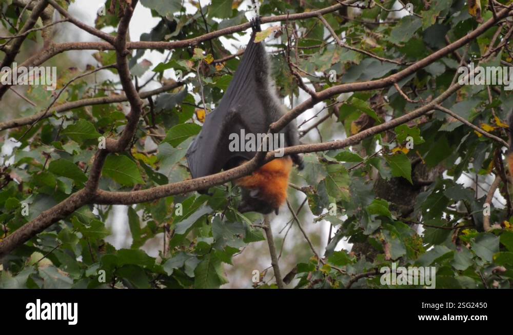 Fruit Bat Flying Fox Hanging Upside Down from Tree Branch Cleaning ...