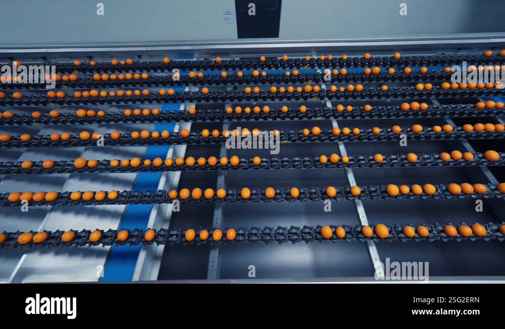 Industrial production sorting line of citrus fruits in packing plant ...