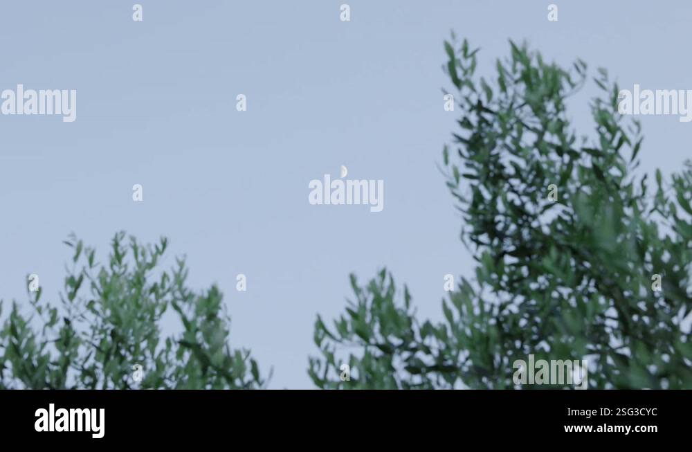 Half Moon rising and shining above Olive tree, twilight Stock Video ...
