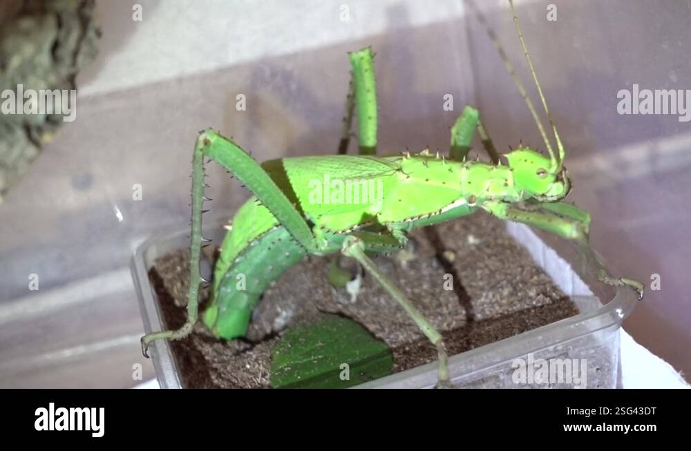 a female stick insect lays an egg by inserting it into a container of ...