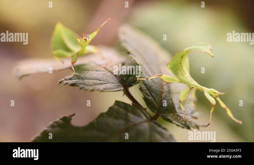 two green leaf stick insects move very slowly on bramble leaves Stock ...