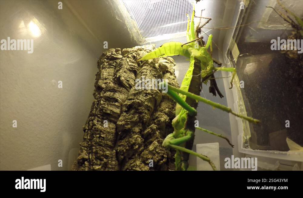 timelapse: a bark stick insect molts in a plastic terrarium and sheds ...