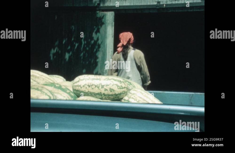 Line Loading Watermelons 1970s: Man and woman load watermelons into the back of a truck. Woman ...