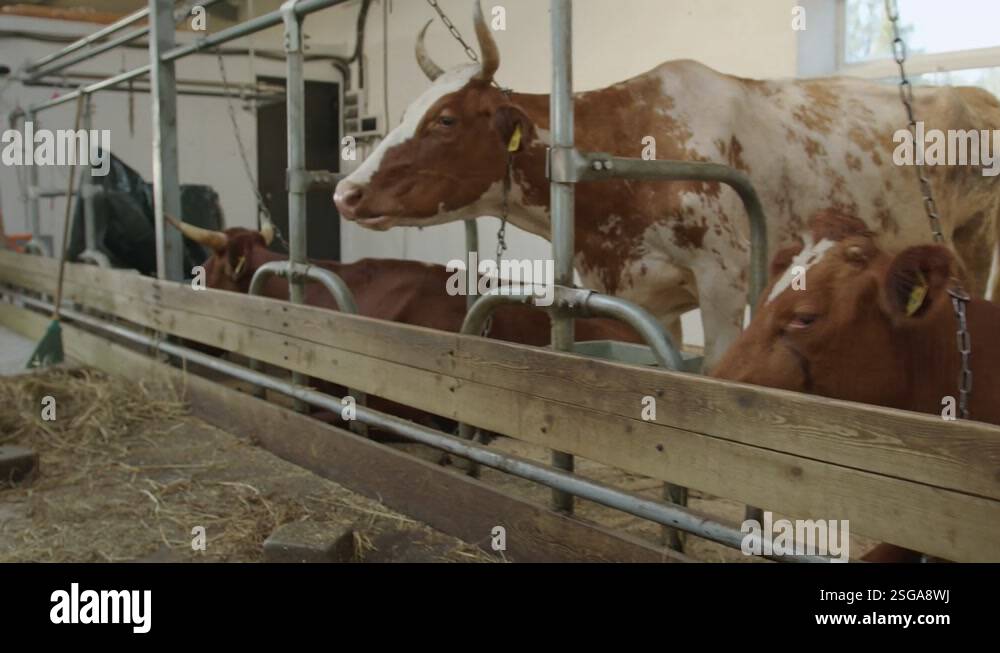 Cowshed with cows fastened chains in their stalls on modern animal ...