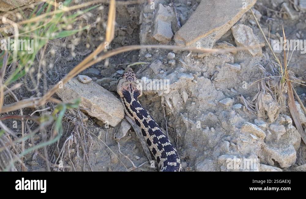 Bull snake slithering through the rocks as it explores Stock Video ...