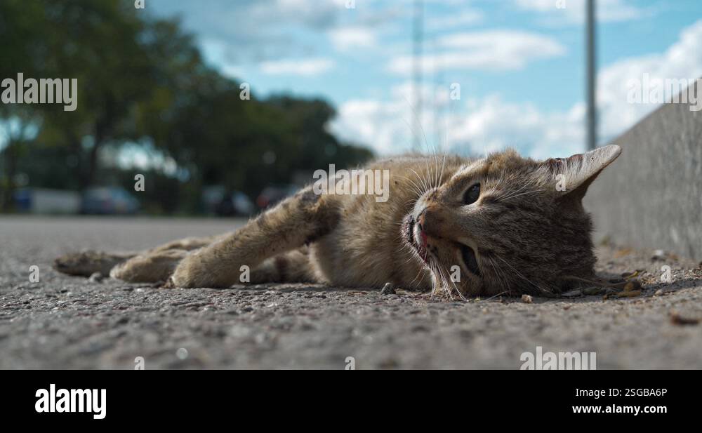 Cat ran across roadway and was hit by car. Dead cat lies on highway ...