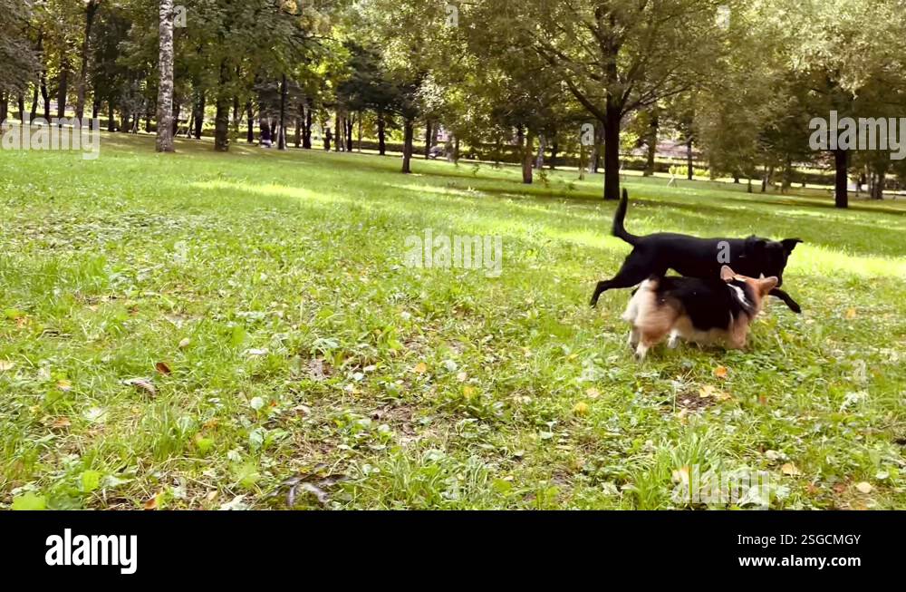 Two dogs play catch-up in a green park on the grass Stock Video Footage ...