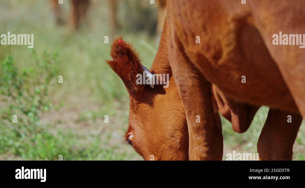 Close Up of A Cattle In a Herd of Brown Cows in Farmland Grazing on ...