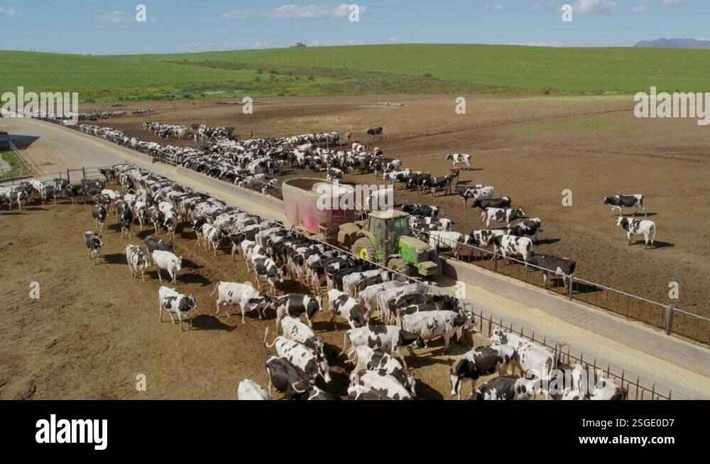 Aerial Drone Footage of Cows Eating in feedlot Stock Video Footage - Alamy