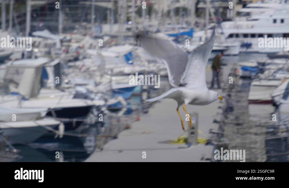Medium handheld shot of a seagull on a railing in the marina of Monaco ...