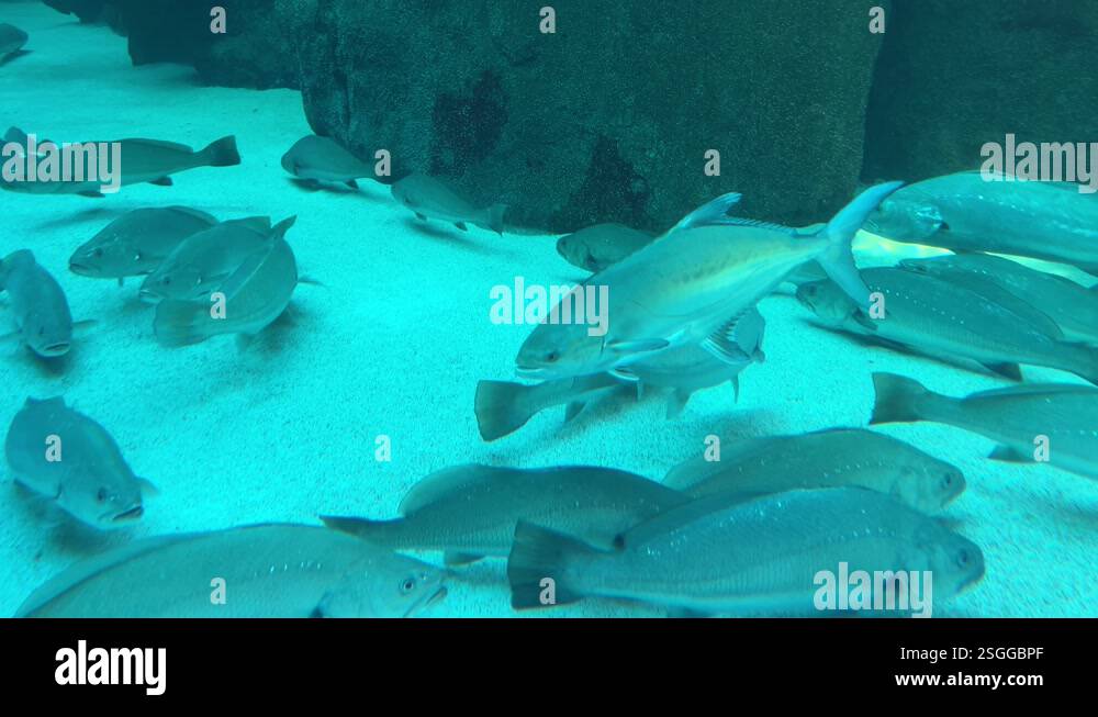 Giant kob and yellow tail fish swimming at the bottom of an aquarium ...