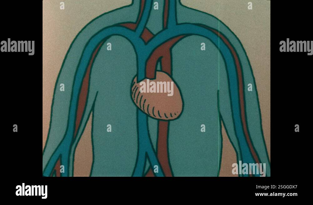 1990s: Diagram of veins and arteries and beating heart inside human ...