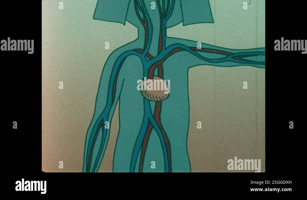 1990s: Diagram of veins and arteries and beating heart inside human ...