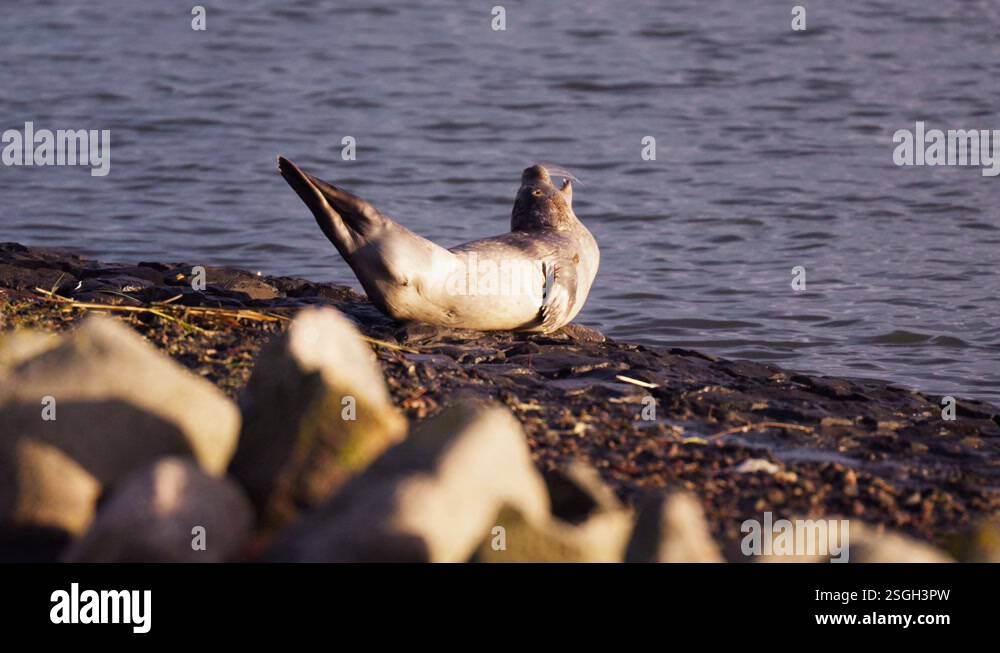 Animal rocks Stock Videos & Footage - HD and 4K Video Clips - Alamy